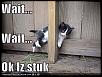 funny pictures stuck cat