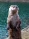 otterly1