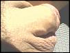 Click image for larger version. 

Name:	3255939983_70536cef55_z.jpg 
Views:	1221 
Size:	68.6 KB 
ID:	20053