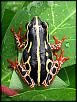 Click image for larger version. 

Name:	frog.jpg 
Views:	332 
Size:	21.7 KB 
ID:	21762
