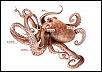 Click image for larger version. 

Name:	morphology-an-octopus.jpg 
Views:	47 
Size:	102.0 KB 
ID:	34226