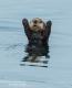 seaotter's Avatar