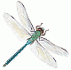 Merlin's Avatar